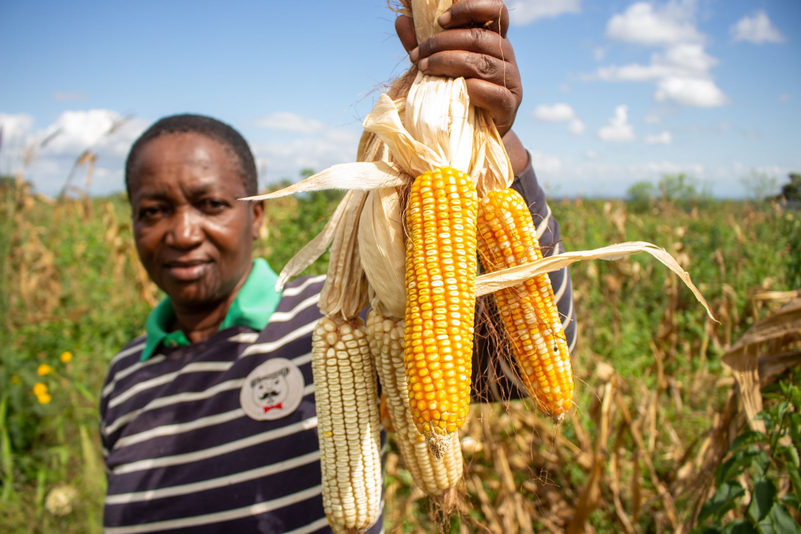 African farmer displaying freshly harvested maize in the field